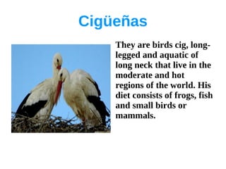 Cigüeñas
    They are birds cig, long-
    legged and aquatic of
    long neck that live in the
    moderate and hot
    regions of the world. His
    diet consists of frogs, fish
    and small birds or
    mammals.
 