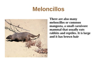 Meloncillos
     There are also many
     meloncillos or common
     mangosta, a small carnivore
     mammal that usually eats
     rabbits and reptiles. It is large
     and it has brown hair
 
