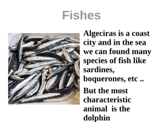 Fishes
   Algeciras is a coast
   city and in the sea
   we can found many
   species of fish like
   sardines,
   boquerones, etc ..
   But the most
   characteristic
   animal is the
   dolphin
 