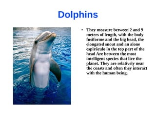 Dolphins
    ●   They measure between 2 and 9
        meters of length, with the body
        fusiforme and the big head, the
        elongated snout and an alone
        espiráculo in the top part of the
        head Are between the most
        intelligent species that live the
        planet. They are relatively near
        the coasts and often they interact
        with the human being.
 