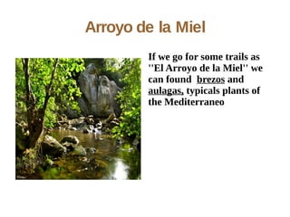 Arroyo de la Miel
        If we go for some trails as
        ''El Arroyo de la Miel'' we
        can found brezos and
        aulagas, typicals plants of
        the Mediterraneo
 