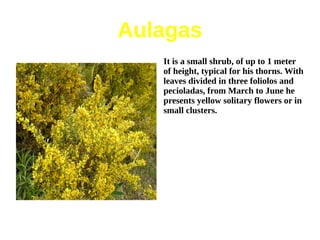 Aulagas
   It is a small shrub, of up to 1 meter
   of height, typical for his thorns. With
   leaves divided in three foliolos and
   pecioladas, from March to June he
   presents yellow solitary flowers or in
   small clusters.
 
