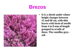 Brezos
   ●   It is a shrub under whose
       height changes between
       15 and 60 cm, with thin
       leaves with form of needle
       from 4 to 8 mm of length
       grouped in scrolls of
       three. The ramillas grey -
       ash
 