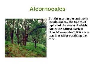 Alcornocales
      But the most important tree is
      the alcornocal, the tree most
      typical of the area and which
      names the natural park of
      ''Los Alcornocales''. It is a tree
      that is used for obtaining the
      cork.
 