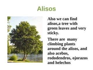 Alisos
   Also we can find
   alisos,a tree with
   green leaves and very
   sticky.
   There are many
   climbing plants
   around the alisos, and
   also acebos,
   rododendros, ojorazos
   and helechos
 