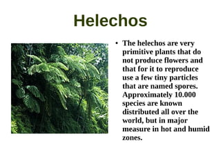 Helechos
    ●   The helechos are very
        primitive plants that do
        not produce flowers and
        that for it to reproduce
        use a few tiny particles
        that are named spores.
        Approximately 10.000
        species are known
        distributed all over the
        world, but in major
        measure in hot and humid
        zones.
 