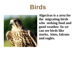 Birds
  Algeciras is a area for
  the migrating birds
  who seeking food and
  good weather. So we
  can see birds like
  storks, kites, falcons
  and eagles.
 