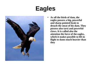 Eagles
   ●   As all the birds of dam, the
       eagles possess a big, powerful
       and sharp-pointed beak to
       detach the meat of his dam. They
       possess also tarsi and powerful
       claws. It is called also the
       attention the force of the eagles,
       which it makes possible to lift in
       flight to dams much heavier than
       they
 