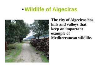 ●   Wildlife of Algeciras
              The city of Algeciras has
              hills and valleys that
              keep an important
              example of
              Mediterranean wildlife.
 