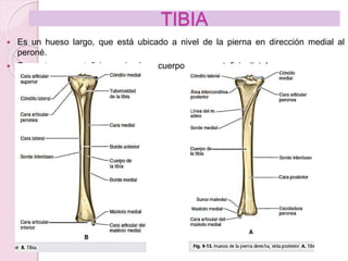 anatomia extremidades inferiores [1].pptx