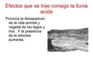 Efectos que se trae consigo la lluvia
               acida
Provoca la desaparicon
 de la vida animal y
 vegetal de los lagos y
 rios . Y la presencia
 de la arborea
 aumenta.
 