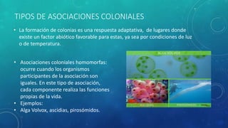 Asociaciones y coloniales