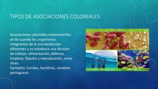 Asociaciones y coloniales