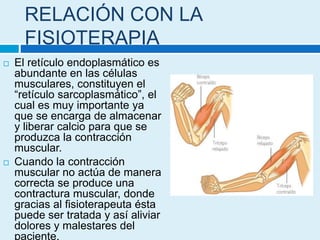 RELACIÓN CON LA
FISIOTERAPIA
 El retículo endoplasmático es
abundante en las células
musculares, constituyen el
“retículo sarcoplasmático”, el
cual es muy importante ya
que se encarga de almacenar
y liberar calcio para que se
produzca la contracción
muscular.
 Cuando la contracción
muscular no actúa de manera
correcta se produce una
contractura muscular, donde
gracias al fisioterapeuta ésta
puede ser tratada y así aliviar
dolores y malestares del
paciente.
 
