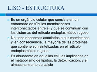 LISO - ESTRUCTURA
 Es un orgánulo celular que consiste en un
entramado de túbulos membranosos
interconectados entre sí y que se continúan con
las cisternas del retículo endoplasmático rugoso. ​
 No tiene ribosomas asociados a sus membranas
y, en consecuencia, la mayoría de las proteínas
que contiene son sintetizadas en el retículo
endoplasmático rugoso.
 Es abundante en aquellas células implicadas en
el metabolismo de lípidos, la detoxificación, y el
almacenamiento de calcio
 