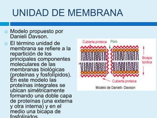UNIDAD DE MEMBRANA
 Modelo propuesto por
Danieli Davson.
 El término unidad de
membrana se refiere a la
repartición de los
principales componentes
moleculares de las
membranas biológicas
(proteínas y fosfolípidos).
En este modelo las
proteínas integrales se
ubican simétricamente
formando una doble capa
de proteínas (una externa
y otra interna) y en el
medio una bicapa de
 