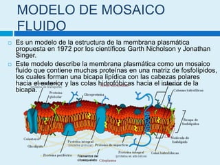 MODELO DE MOSAICO
FLUIDO
 Es un modelo de la estructura de la membrana plasmática
propuesta en 1972 por los científicos Garth Nicholson y Jonathan
Singer.
 Este modelo describe la membrana plasmática como un mosaico
fluido que contiene muchas proteínas en una matriz de fosfolípidos,
los cuales forman una bicapa lipídica con las cabezas polares
hacia el exterior y las colas hidrofóbicas hacia el interior de la
bicapa.
 