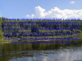 En el suelo, la intensa actividad química da lugar a una
 En el suelo, la intensa actividad química daque abundanserie de
     serie de sustancias minerales entre los lugar a una las
   sustancias los óxidos entre los que abundan las arcillas yal
     arcillas y minerales de hierro y de aluminio, que le dan los
óxidossuelo un característico color rojizo, este suelo recibe el
       de hierro y de aluminio, que le dan al suelo un característico
 color rojizo, este suelo recibe elde la palabra latina later,que la
      nombre de laterita (deriva nombre de laterita (deriva de
   palabra latina later,que y al proceso de su formación se le su
       significa <ladrillo>) significa <ladrillo>) y al proceso de
  formación se le denomina laterizacion. Estosson poco poco
           denomina laterizacion. Estos suelos suelos son
   productivos, ya ya que lluvia arrastra continuamente laslas
      productivos, que la la lluvia arrastra continuamente sales
        minerales necesarias para alimentar los vegetales.
     sales minerales necesarias para alimentar los vegetales.
 