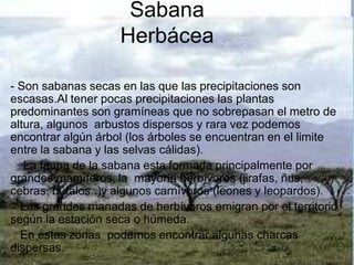 Sabana
               Sabana Herbácea
                 Herbácea
  • Son sabanas secas en las que las precipitaciones son
     escasas.Al tener pocas precipitaciones las plantas
- Son sabanas secas en las que las precipitaciones son
     predominantes son gramíneas que no sobrepasan el
escasas.Al tener pocas precipitaciones las plantas
predominantes son gramíneasarbustossobrepasan el metro de
     metro de altura, algunos que no dispersos y rara vez
altura, algunosencontrar algún árboly(los árboles se encuentran
     podemos arbustos dispersos rara vez podemos
encontrar limite entre la sabana y las encuentran en el limite
     en el algún árbol (los árboles se selvas cálidas).
entre la fauna deyla sabana esta formada principalmente por
     La sabana las selvas cálidas).
   Lagrandes mamíferos, la mayoría herbívoros (jirafas, ñus,
      fauna de la sabana esta formada principalmente por
grandes mamíferos, la algunos carnívoros (leones y
     cebras, búfalos..)y mayoría herbívoros (jirafas, ñus,
     leopardos).
cebras, búfalos..)y algunos carnívoros (leones y leopardos).
  Las grandes manadas de herbívoros emigran por el el
    Las grandes manadas de herbívoros emigran por territorio
según la estación secaestación seca o húmeda.
     territorio según la o húmeda.
    En estas zonas podemos encontrar algunas charcas
  En estas zonas podemos encontrar algunas charcas
     dispersas.
dispersas.
 