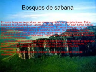 Bosques de sabana
                 Bosques de sabana
    • En estos bosques se produce una mayor cantidad de
        precipitaciones. Estos bosques se encuentran en Tanzania, Angola,
En estos bosquesun gran paraje natural que se extendiende a los pies Estos
        Kenia… y se produce una mayor cantidad de precipitaciones. del
bosques se encuentran en Tanzania, Angola, Kenia… y unla estación seca
        Kilimanjaro. En estos bosques hay dos estaciones: gran paraje natural
que se y la estación húmeda, por ello residen en esta sabana unahay dos
         extendiende a los pies del Kilimanjaro. En estos bosques gran
estaciones: la estación seca y la estación húmeda,como pueden ser el esta
        cantidad de árboles resistentes a la sequía por ello residen en
sabanaboabads ocantidad de árboles resistentes ase encuentran zonas de ser
         una gran las acacias espinosas. También la sequía como pueden
el boabads o lasyacacias espinosas. También se encuentran zonas de matorral
        matorral grandes herbáceas.
y grandes herbáceas.
       La fauna esta precedida por medianos mamíferos en su mayoría al
   La fauna esta precedida por medianos mamíferos en su mayoría al igual que
        igual que en las sabanas herbáceas son herbívoros( impalas,
en las sabanas herbáceas son herbívoros( impalas, gacelas, antílopes..).
        gacelas, antílopes..). Aunque también podemos encontrar algunos
Aunque también podemos encontrar algunos carnívoros ( leones,
        carnívoros ( leones, guepardos..).
guepardos..).
       Podemos encontrar grandes charcas o algunas pequeñas charcas
   Podemos encontrar grandes charcas o algunas pequeñas charcas
        dispersas.
dispersas.
 