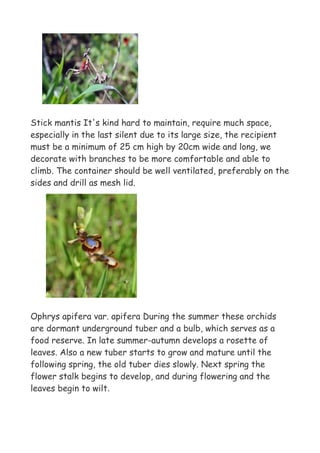 Stick mantis It's kind hard to maintain, require much space,
especially in the last silent due to its large size, the recipient
must be a minimum of 25 cm high by 20cm wide and long, we
decorate with branches to be more comfortable and able to
climb. The container should be well ventilated, preferably on the
sides and drill as mesh lid.




Ophrys apifera var. apifera During the summer these orchids
are dormant underground tuber and a bulb, which serves as a
food reserve. In late summer-autumn develops a rosette of
leaves. Also a new tuber starts to grow and mature until the
following spring, the old tuber dies slowly. Next spring the
flower stalk begins to develop, and during flowering and the
leaves begin to wilt.
 