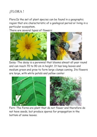 ¡FLORA !

Flora:Is the set of plant species can be found in a geographic
region that are characteristic of a geological period or living in a
particular ecosystem.
There are several types of flowers:




Daisy :The daisy is a perennial that blooms almost all year round
and can reach 70 to 90 cm in height. It has long leaves and
medium green and grow to form large clumps coming. Its flowers
are large, with white petals and yellow center.




Fern :The Ferns are plant that do not flower and therefore do
not have seeds, but produce spores for propagation in the
bottom of some leaves.
 
