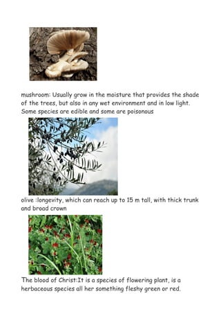 mushroom: Usually grow in the moisture that provides the shade
of the trees, but also in any wet environment and in low light.
Some species are edible and some are poisonous




olive :longevity, which can reach up to 15 m tall, with thick trunk
and broad crown




The blood of Christ:It is a species of flowering plant, is a
herbaceous species all her something fleshy green or red.
 