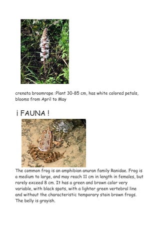 crenata broomrape :Plant 30-85 cm, has white colored petals,
blooms from April to May


¡ FAUNA !




The common frog is an amphibian anuran family Ranidae. Frog is
a medium to large, and may reach 11 cm in length in females, but
rarely exceed 8 cm. It has a green and brown color very
variable, with black spots, with a lighter green vertebral line
and without the characteristic temporary stain brown frogs.
The belly is grayish.
 