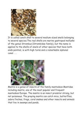 It is called conch shell to several medium-sized snails belonging
to several species.The real shells are marine gastropod mollusks
of the genus Strombus (Strombidae family), but the name is
applied to the shells of snails of other species that have both
ends pointed, ie with high turns and a remarkable siphonal
canal . . .




Mantis is a genus of insects of the family mantodeos Mantidae
including mantis, one of the most popular and frequent
mantodeos Europe. The mantis is an insect predator strong, but
not poisonous. The praying mantis can catch mice, butterflies,
zebra finches, frogs, coral snakes and other insects and animals
that live in swamps and ponds.
 