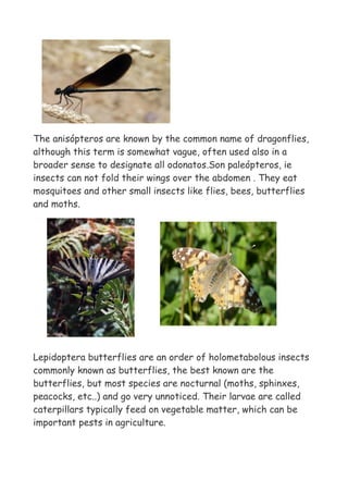 The anisópteros are known by the common name of dragonflies,
although this term is somewhat vague, often used also in a
broader sense to designate all odonatos.Son paleópteros, ie
insects can not fold their wings over the abdomen . They eat
mosquitoes and other small insects like flies, bees, butterflies
and moths.




Lepidoptera butterflies are an order of holometabolous insects
commonly known as butterflies, the best known are the
butterflies, but most species are nocturnal (moths, sphinxes,
peacocks, etc..) and go very unnoticed. Their larvae are called
caterpillars typically feed on vegetable matter, which can be
important pests in agriculture.
 