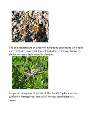 The scalopendra are an order of millipedes centipedes Chilopoda
which includes numerous species and other commonly known as
similar to those litobiomorfos ciempiés.




Zerynthia is a genus of moths of the family Papilionidae day,
subfamily Parnassiinae, typical of the western Palearctic
region.
 