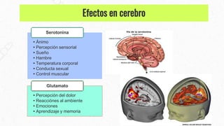 • Ánimo
• Percepción sensorial
• Sueño
• Hambre
• Temperatura corporal
• Conducta sexual
• Control muscular
Serotonina
• Percepción del dolor
• Reacciónes al ambiente
• Emociones
• Aprendizaje y memoria
Glutamato
Efectos en cerebro
 