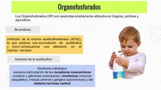 Los Organofosforados (OP) son pesticidas ampliamente utilizados en hogares, jardines y
agricultura.
Inhibición de la enzima acetilcolinesterasa (AChE),
lo que produce una acumulación de acetilcolina
y como consecuencia una alteración en el
impulso nervioso
Se produce:
Síndrome colinérgico
excesiva estimulación de los receptores muscarínicos
(corazón y glándulas sudoríparas), nicotínicos (músculo
esquelético, médula adrenal y ganglios autonómicos) y del
sistema nervioso central
Organofosforados
Aumento de la acetilcolina:
 