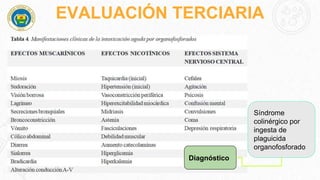 EVALUACIÓN TERCIARIA
Síndrome
colinérgico por
ingesta de
plaguicida
organofosforado
Diagnóstico
 
