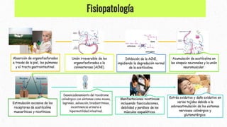 Fisiopatología
 