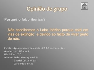 Nós escolhemos o Lobo Ibérico porque está em
vias de extinção e devido ao facto de viver perto
de nós.
 