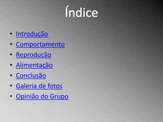 •   Introdução
•   Comportamento
•   Reprodução
•   Alimentação
•   Conclusão
•   Galeria de fotos
•   Opinião do Grupo
 