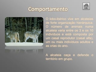 O lobo-ibérico vive em alcateias
de forte organização hierárquica.
O número de animais numa
alcateia varia entre os 3 e os 10
indivíduos e está composta por
um casal reprodutor (casal alfa),
um ou mais indivíduos adultos e
as crias do ano.

A alcateia caça e defende o
território em grupo.
 