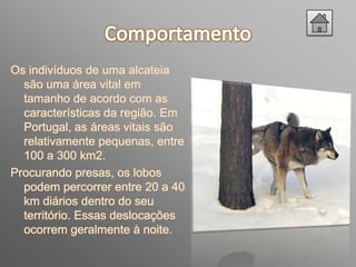 Os indivíduos de uma alcateia
  são uma área vital em
  tamanho de acordo com as
  características da região. Em
  Portugal, as áreas vitais são
  relativamente pequenas, entre
  100 a 300 km2.
Procurando presas, os lobos
  podem percorrer entre 20 a 40
  km diários dentro do seu
  território. Essas deslocações
  ocorrem geralmente à noite.
 