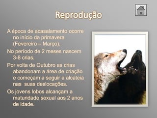 A época de acasalamento ocorre
  no início da primavera
  (Fevereiro – Março).
No período de 2 meses nascem
  3-8 crias.
Por volta de Outubro as crias
  abandonam a área de criação
  e começam a seguir a alcateia
  nas suas deslocações.
Os jovens lobos alcançam a
  maturidade sexual aos 2 anos
  de idade.
 