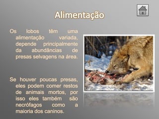Os    lobos    têm     uma
  alimentação      variada,
  depende principalmente
  da    abundâncias      de
  presas selvagens na área.



Se houver poucas presas,
  eles podem comer restos
  de animais mortos, por
  isso eles também são
  necrófagos     como   a
  maioria dos caninos.
 