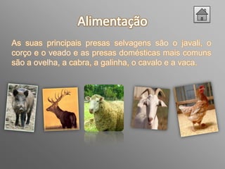 As suas principais presas selvagens são o javali, o
corço e o veado e as presas domésticas mais comuns
são a ovelha, a cabra, a galinha, o cavalo e a vaca.
 