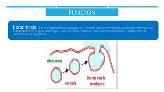 FUNCIÓN
Exocitosis: En este proceso las vacuolas se fusionan con la membrana celular permitiendo asi
la liberación de lo que contengan, aquí la celula elimina materiales no deseados o productos de
desecho de la digestión.
Endocitosis:
 