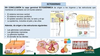 GRUPO 7 TERCERA A LA OCTAVA SEMANA DEL DESARROLLO EMBRIONARIO-3.pptx