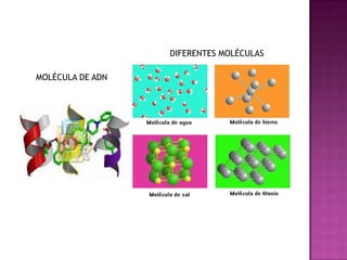 DIFERENTES MOLÉCULASMOLÉCULA DE ADN