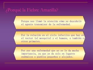 ¿Porqué la Fiebre Amarilla?Porque nos llamó la atención cómo se descubrióel agente transmisor de la enfermedad.Por la relación en el ciclo infectivo que hay entreel vector (el mosquito) y el humano, o también con otros primates.Por ser una enfermedad que no se le da muchaimportancia, ya que se da solo en lugaresendémicos o pueblos pequeños y alejados.