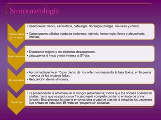 Sintomatología