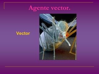 Agente vector.Vector