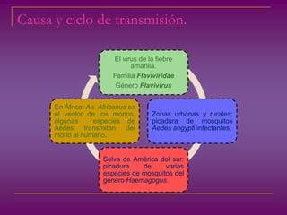 Causa y ciclo de transmisión.