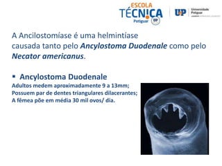A Ancilostomíase é uma helmintíase 
causada tanto pelo Ancylostoma Duodenale como pelo 
Necator americanus. 
 Ancylostoma Duodenale 
Adultos medem aproximadamente 9 a 13mm; 
Possuem par de dentes triangulares dilacerantes; 
A fêmea põe em média 30 mil ovos/ dia. 
 